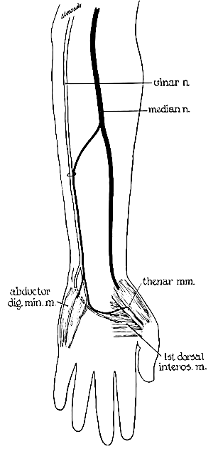 Median-to-ulnar crossover variants
