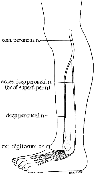 Accessory peroneal nerve anatomy