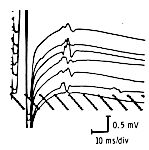 F-wave variability across stimulations