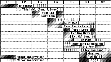 Lower extremity muscle sampling