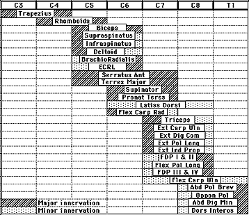 Upper extremity muscle sampling